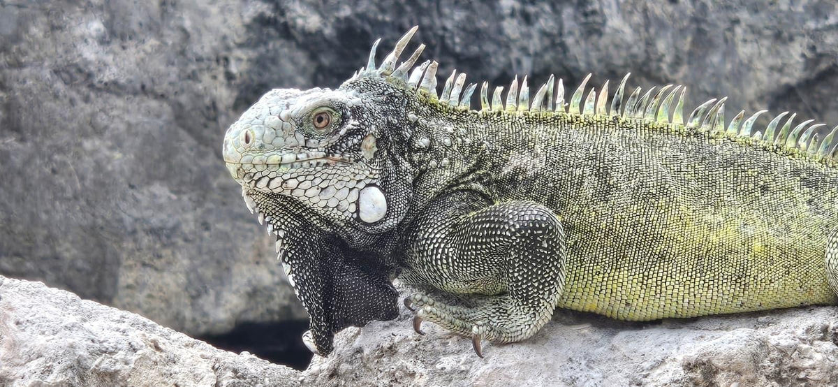 Curaçao iguana seen during a private island tour